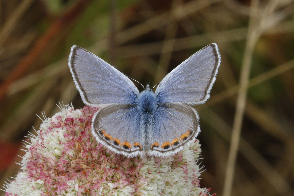 Acmon Blue (Butterflies of Burleigh Murray State Park) · iNaturalist