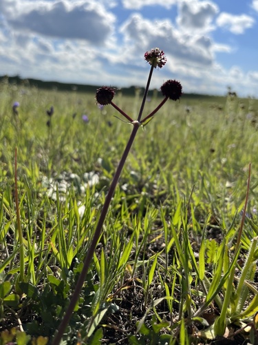 iNaturalist observation photo of Purple Sanicle