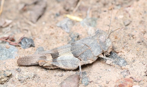Scarlet Band-winged Grasshopper