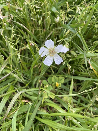 iNaturalist observation photo of Meadowfoams