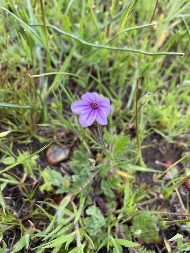 iNaturalist observation photo of Mediterranean Stork's-bill