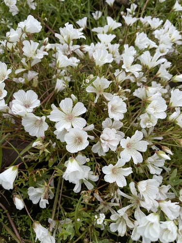 iNaturalist observation photo of Meadowfoams