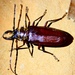 Acanthophorini - Photo (c) Harm Ormel, all rights reserved, uploaded by Harm Ormel