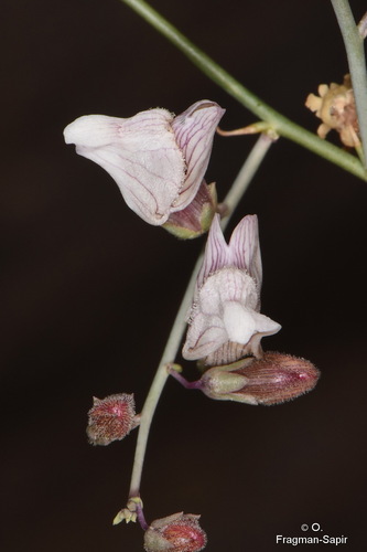 Acanthorrhinum ramosissimum