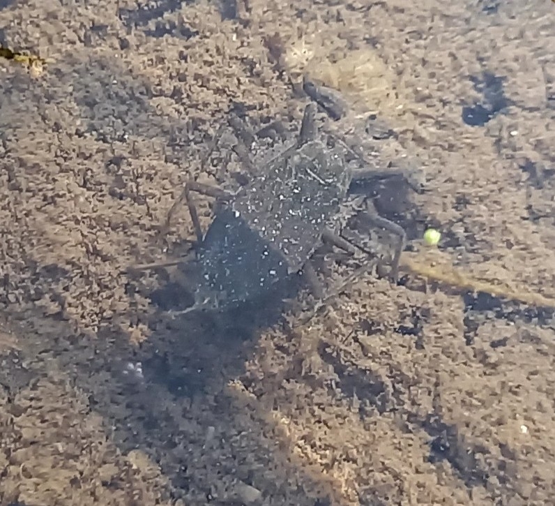 Eurasian Water Scorpion from 31049 Valdobbiadene TV, Italy on April 7 ...