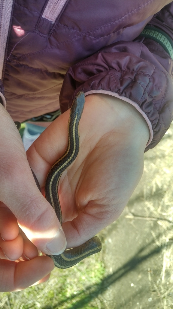 Butler's Garter Snake in April 2023 by Jonathan Choquette. Under ...