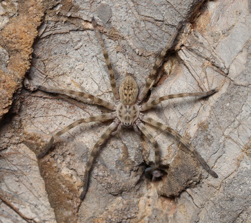 Walckenaer's Huntsman Spider