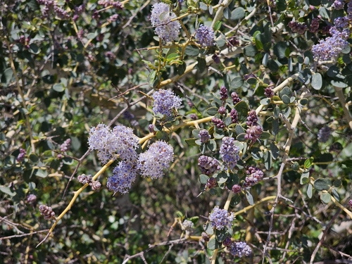 White bark California lilac