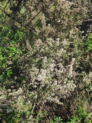 Avistamiento Erica arborea