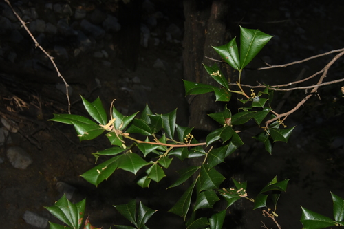Hispaniolan Hollyleaf Mahogany (Trichilia aquifolia)