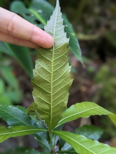 Quercus corrugata