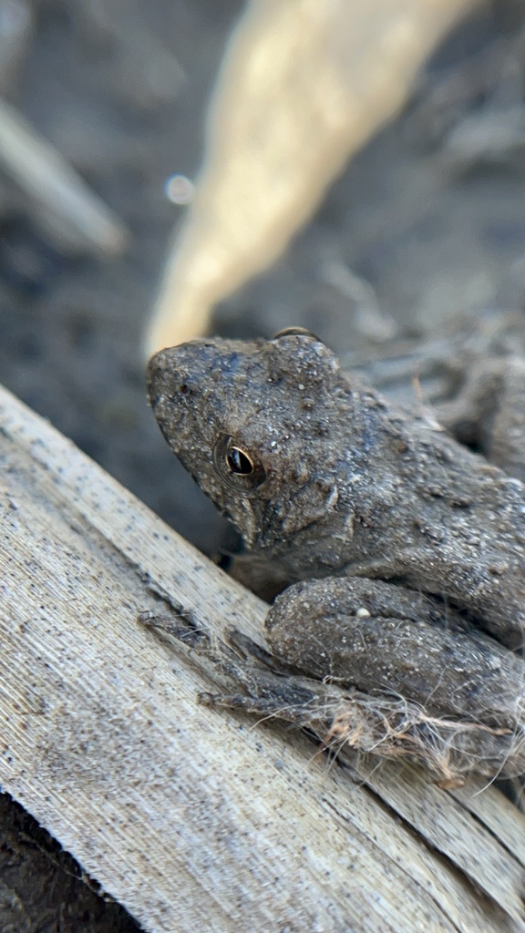 Blanchard's Cricket Frog from Platte River State Park, Louisville, NE