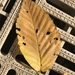 photo of Yellow Birch (Betula alleghaniensis)