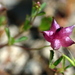 Trifolium depauperatum truncatum - Photo (c) curiousgeorge61, todos os direitos reservados, uploaded by curiousgeorge61