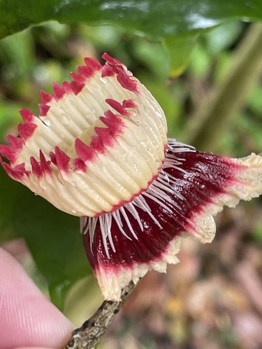 Napoleon's Hat Tree (Napoleonaea imperialis)