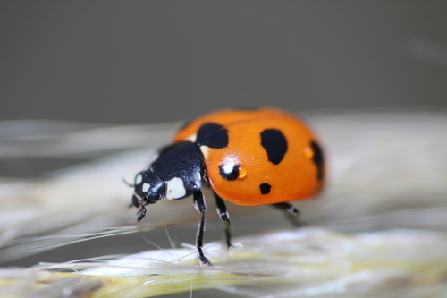 Trivial Lady Beetle