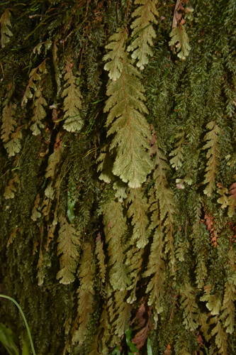 Hymenophyllum sericeum