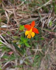 Epidendrum radicans image