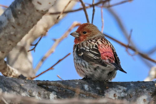 Pallas's Rosefinch