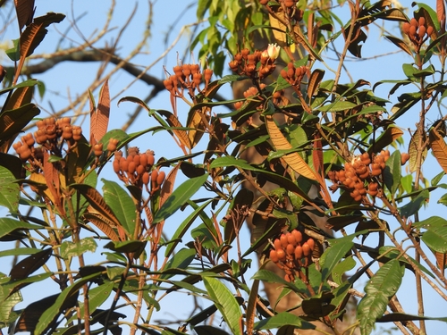 Beccarianthus