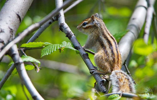 Siberian Chipmunk