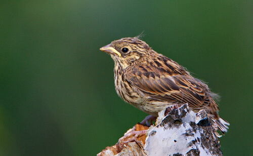 Pine Bunting