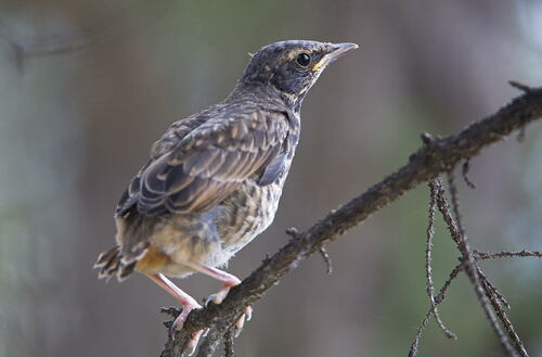Naumann's Thrush