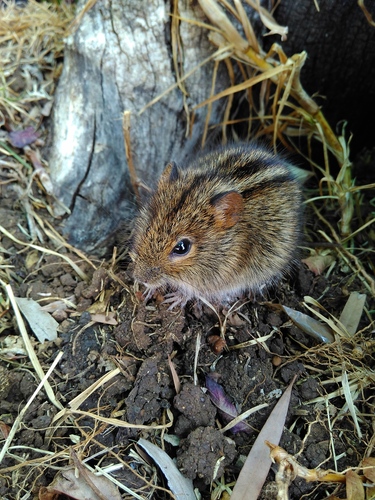 KwaZulu Natal Four-striped Grass Rat (Rhabdomys chakae) — Data Deficient Mammalia