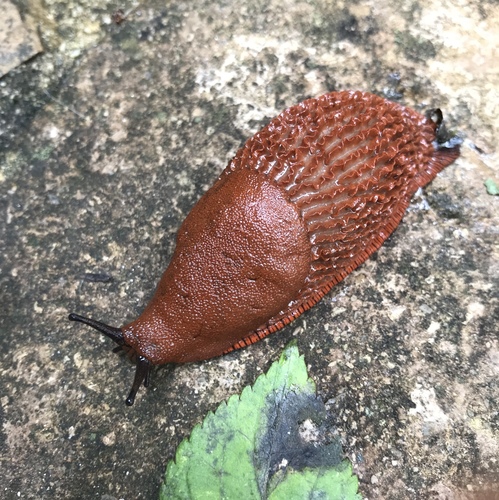Ispaninis arionas nuotrauka