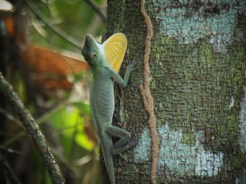 Spotted Anole