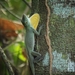 Amazon Green Anole - Photo (c) Bianca Calixto, all rights reserved, uploaded by Bianca Calixto