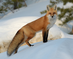 Red Fox - Photo (c) Pierre Noel, all rights reserved, uploaded by Pierre Noel