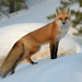 紅狐 - Photo 由 Pierre Noel 所上傳的 (c) Pierre Noel，保留所有權利
