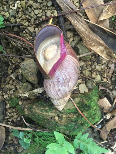 Giant Blonde Snail