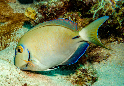 Caribbean Ocean Surgeonfish