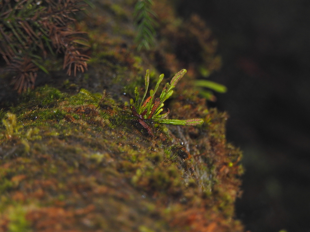 Scleroglossum sulcatum (Scleroglossum sulcatum)