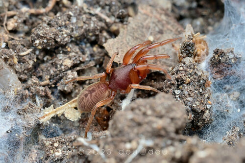 Colopea lehtineni · iNaturalist United Kingdom