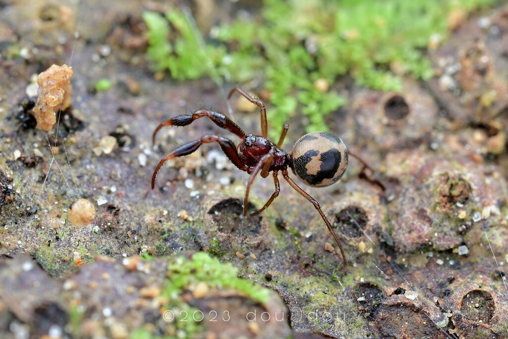 Sinanapis longituba from 中国海南省乐东黎族自治县尖峰岭 on January 08, 2023 at 1158