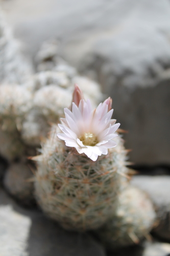 Whitecolumn Foxtail Cactus