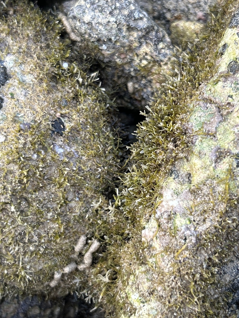 Pterocladiella caerulescens (Pterocladiella caerulescens)