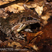 Victoria Grassland Frog - Photo (c) Ben Schweinhart, all rights reserved, uploaded by Ben Schweinhart