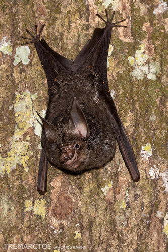 Cyclops roundleaf bat