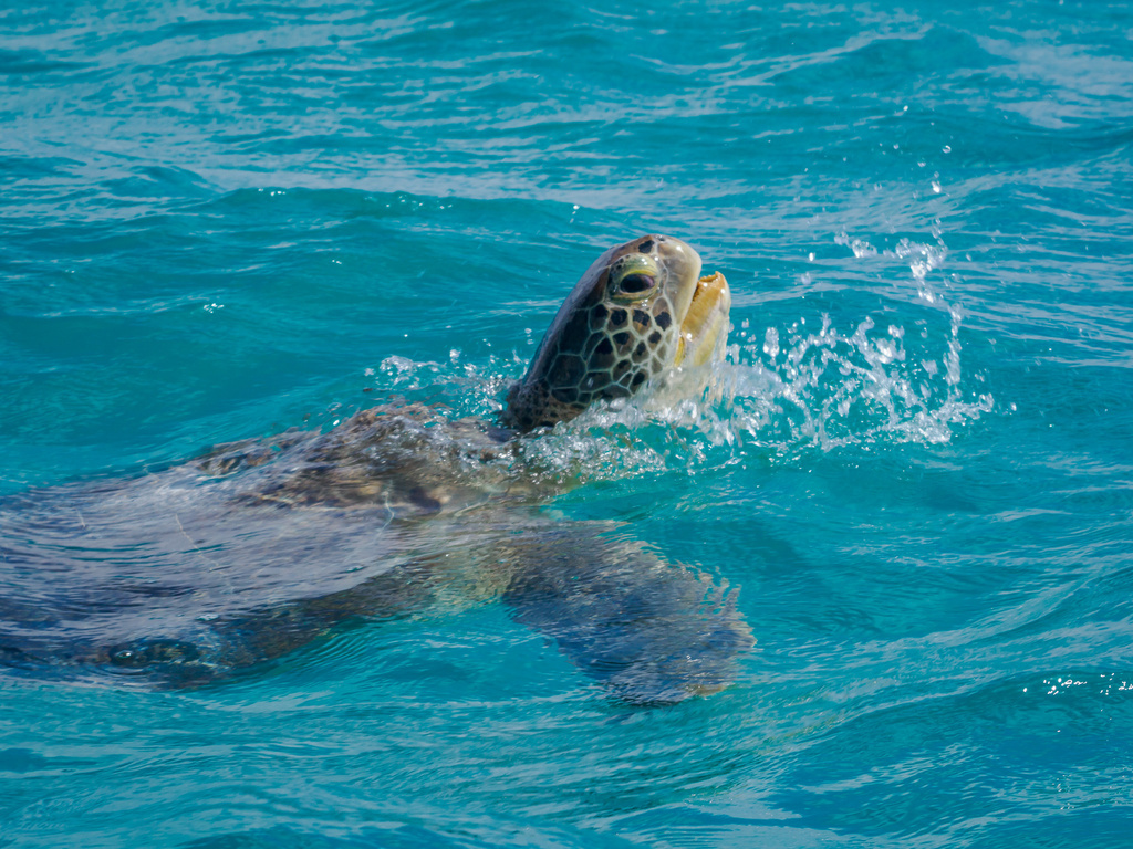 Green Sea Turtle