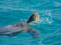 Green Sea Turtle