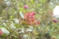 Gaultheria sclerophylla image