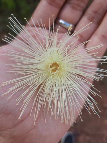 Syzygium jambos - Leaves