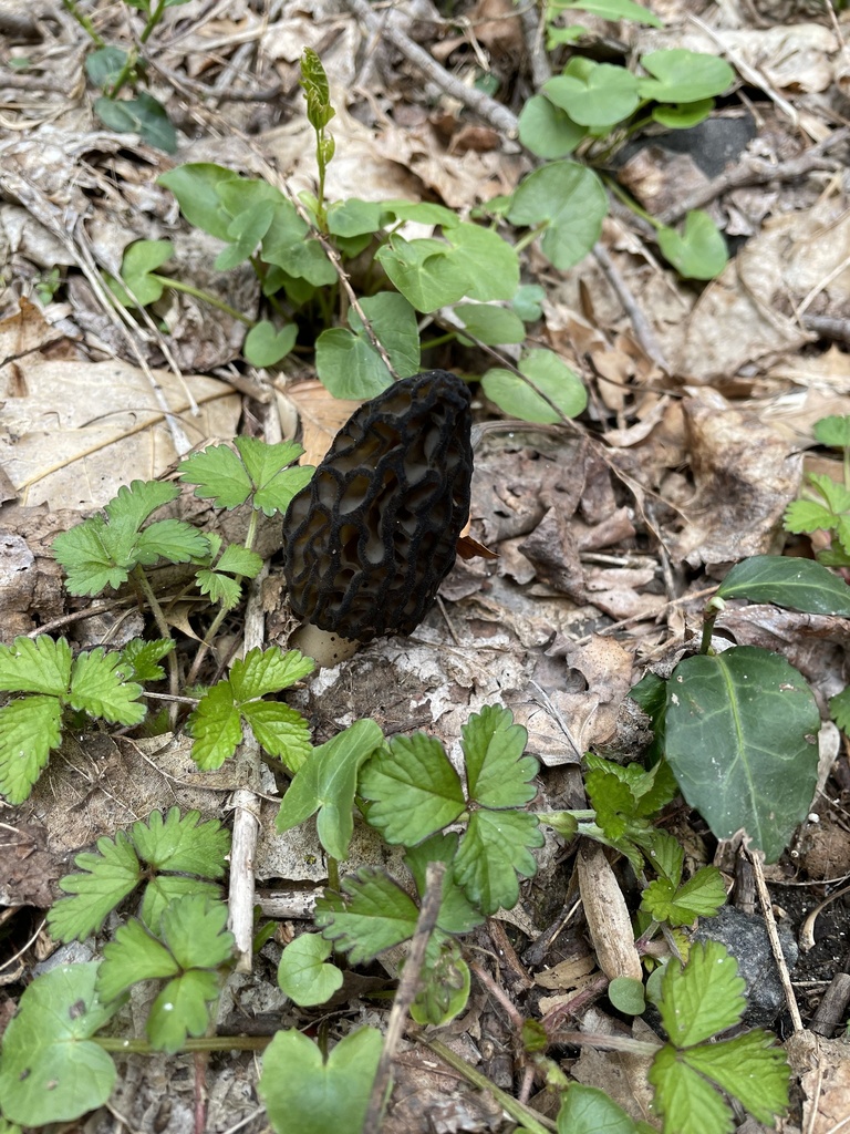 black morel in April 2023 by gsoap · iNaturalist