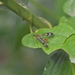 Neopanorpa chelata - Photo (c) Ji-Shen Wang, כל הזכויות שמורות