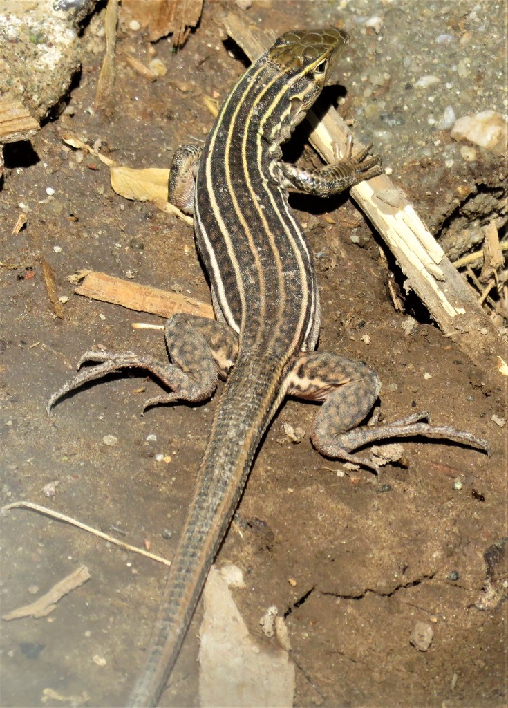 Canyon Spotted Whiptail from Huatabampo, Son., México on October 13 ...