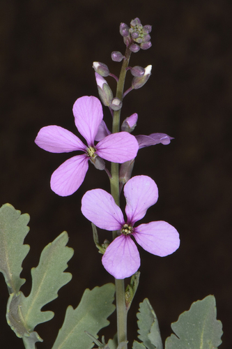 Eremophyton chevallieri